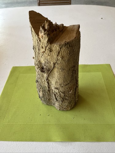 Bois buis boxwood tournage - bois,