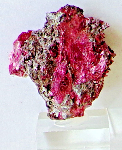Ceeb1 20g erythrine bou - ceeb1,, 20g,
