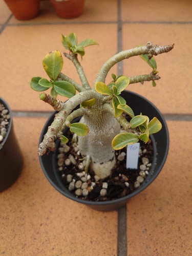 Adenium obesum - adenium,