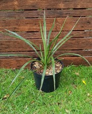 YUCCA "Filifera", plant de