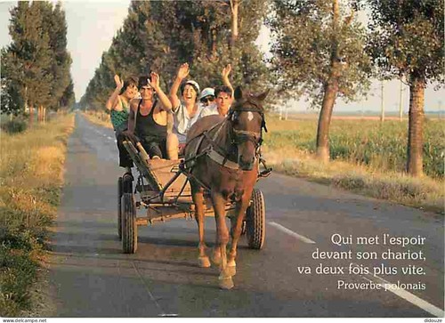 Carte postale animaux - -,