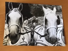 FRANCK ALAMO en ASTÉRIX et ANNIE PHILIPPE -  PHOTO DE PRESSE ORIGINALE  13x18cm