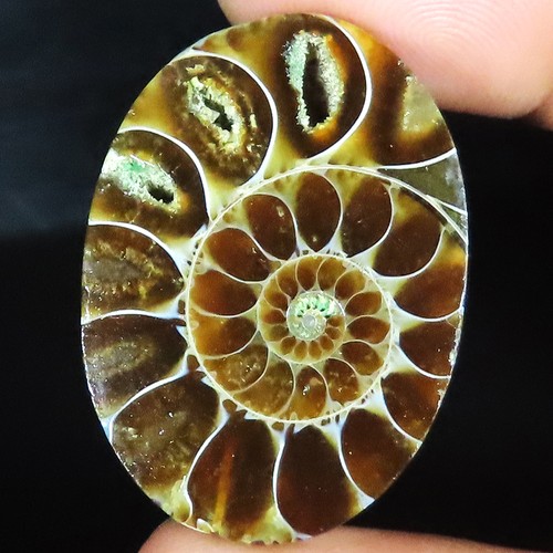 100 naturel ammonite - 100%,