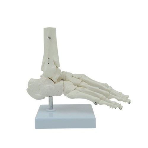 Flexible humain pied - flexible, 1:1