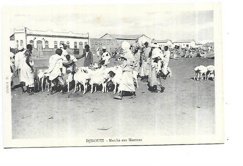 Djibouti marche aux moutons - marche,
