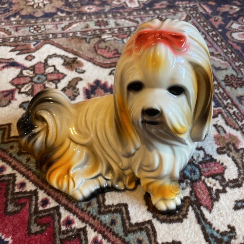Shih tzu chien grande - chien,