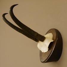 Corne De Chèvre Forte Sur