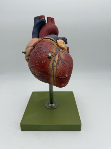 Somso hs5 heart - hs5, anatomical