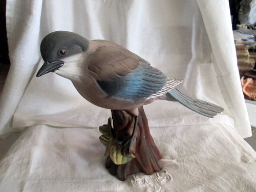 Oiseau geai biscuit - oiseau,