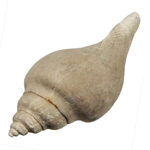 Coquillage sycostoma pyrus