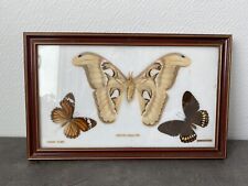 Ancien Cadre 3 Papillons