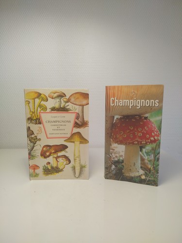 Champignons comestibles - champignons,