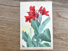 Estampe japonaise sur bois "CANNA"Tsuchiya Rakuzan art botanique ancienne ori...