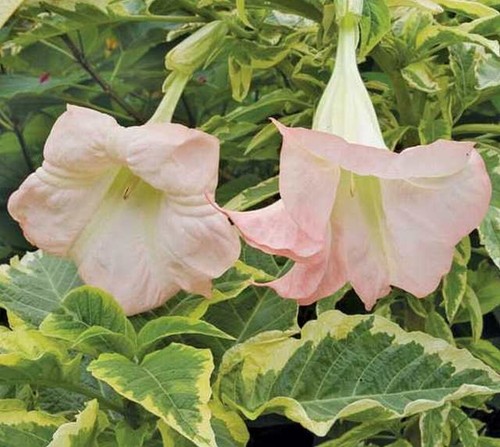 Brugmansia katrien bonte - brugmansia,