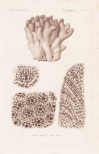Porites furcata corail gravure - porites,