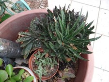 lot= 3 qualités aloé vera  plantes grasses   succulente s premiére photo