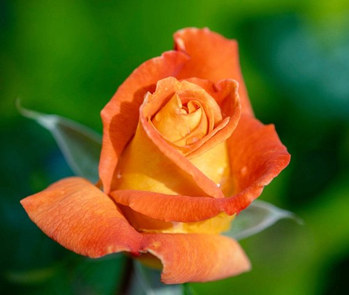 Rosa meilland louis de - rosa,