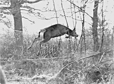 PHOTO DE CHASSE LE PANNEAUTAGE DU GIBIERS A  CHAMBORD VERS 1985 