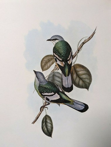 1969 oiseau imprimé - 1969,