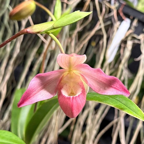 Phragmipedium kelly nash - phragmipedium,
