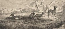 Antoine-Louis BARYE