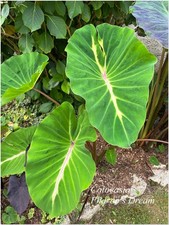 Colocasia Pharo's Dream ° Oreille d'éléphant ° 1 plant