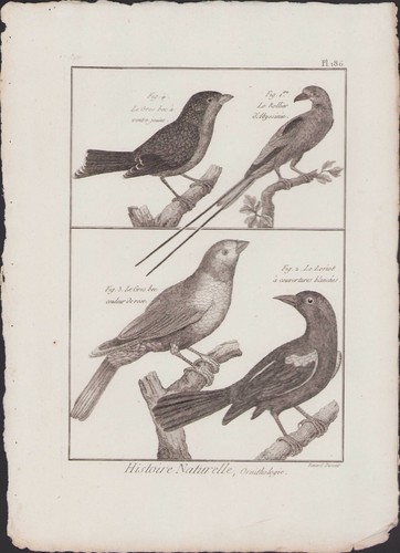 1790 buffon bonnaterre - ✒,