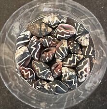 COLLECTION COQUILLAGES FOSSILES : PICTOCOLUMBELLA OCELLATA lot de 3