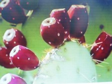 35 graines de figuier de barbarie