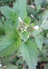 ♫ ORTIE Officinale "Mélange