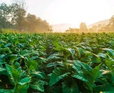 10 000 Graines - Tabac Blond