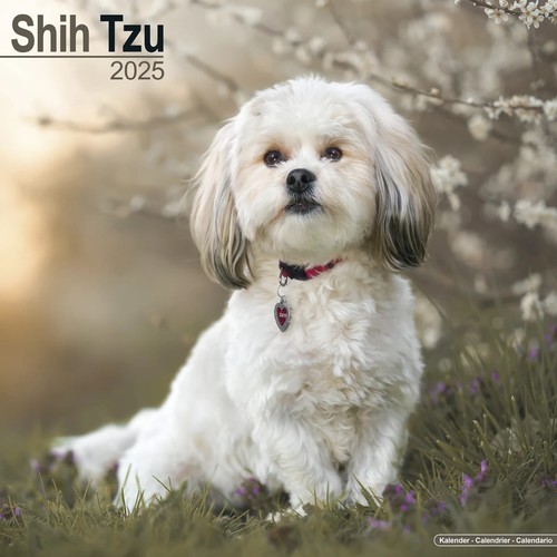 Calendrier 2025 shih tzu - 2025,
