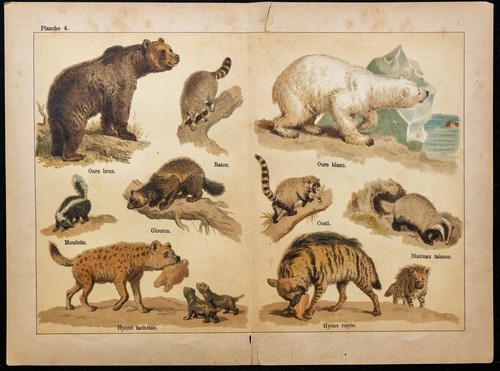 1890ca ours brun - 1890ca,