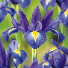 Bulbes d'iris hollandais bulbes fleurs Iris Discovery 10 pcs