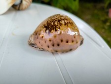 Cypraea Valentia 89,5 mm Gem Philippines