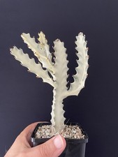 RARE! Cactus Blanc Lactéa