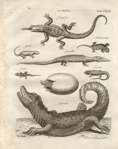 1797 imprimé géorgien - 1797, ~