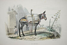 LE MULET Gravure EDOUARD TRAVIES Beyer Furne XIX°