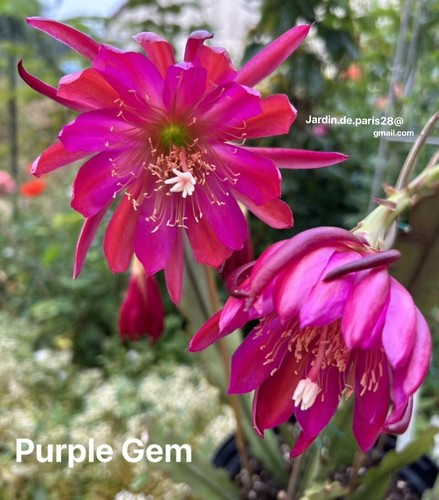 Purple gem epiphyllum - epiphyllum,
