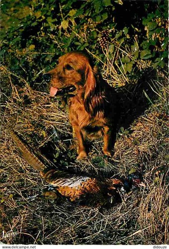 Carte postale animaux - -,