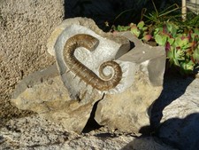 AMMONITE ACRIOCERAS TERVERI -