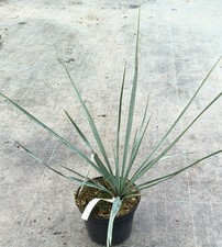 Yucca rigida  / Yucca
