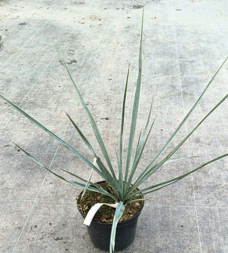 Yucca rigida - rigida, /