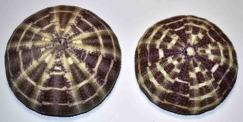 Echinoderme test d - -,
