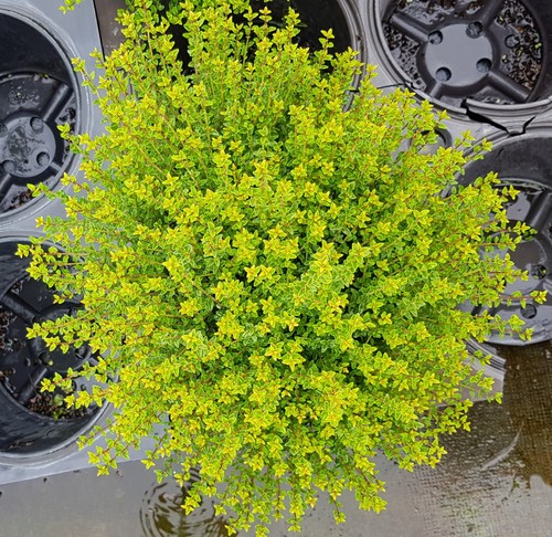 Lonicera nitida panmin - lonicera, 'panmin'