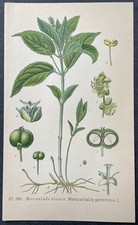 Botanique Mercuriale vivace