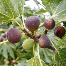 Ficus carica 'Osborn’s
