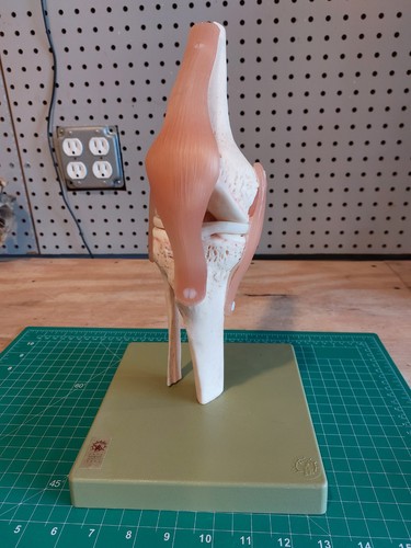 Somso ns50 functional - ns50, knee