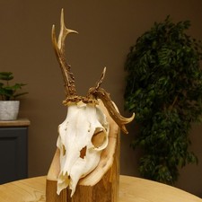 Bois de Cervidés Anormal