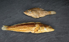 Lot Taxidermies anciennes –